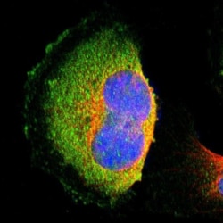 HTF9C Antibody, Novus Biologicals 0.1mL; Unlabeled:Antibodies, Polyclonal
